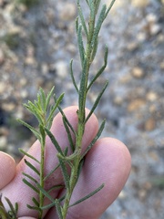 Pseudoselago gracilis