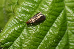 Adela reaumurella