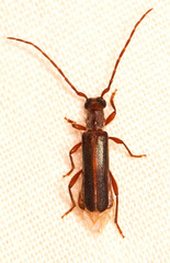 Ossibia fuscata