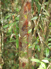 Marcgraviaceae
