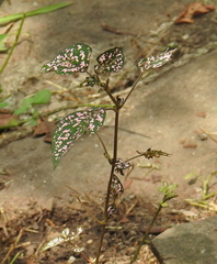 Hypoestes phyllostachya