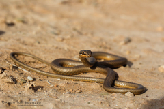 Psammophis schokari