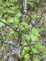 Betula neoalaskana