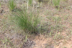 Stipa sareptana