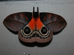 Automeris larra