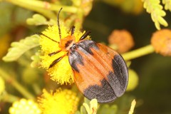 Lycus rostratus