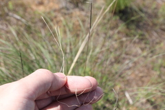 Stipa sareptana
