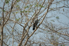 Polyboroides radiatus