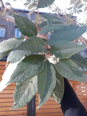 Solanum granulosoleprosum