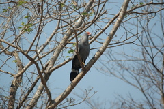 Polyboroides radiatus