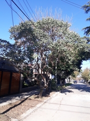 Solanum granulosoleprosum