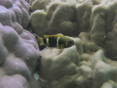 Chrysiptera leucopoma