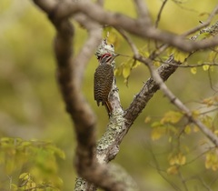 Campethera scriptoricauda