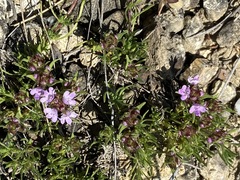 Thymus tauricus