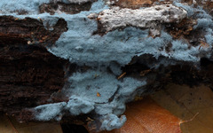 Byssocorticium atrovirens