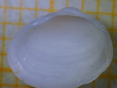 Pisidium amnicum