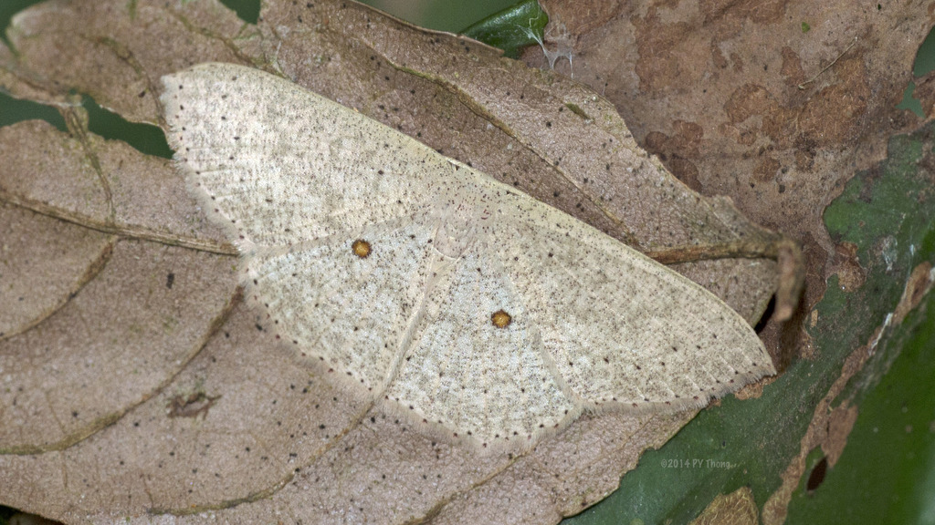 Perixera flavispila
