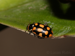 Eriopis serrai