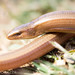Koelliker's Glass Lizard - Photo (c) Bouazza Abdellah, some rights reserved (CC BY-NC), uploaded by Bouazza Abdellah