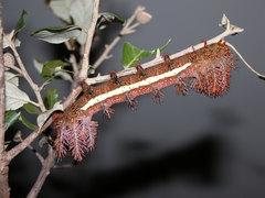 Automeris larra