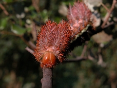 Automeris larra