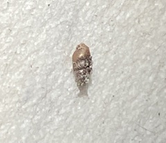 Carychium exile