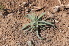 Ceratocarpus arenarius