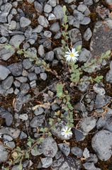 Vittadinia australis