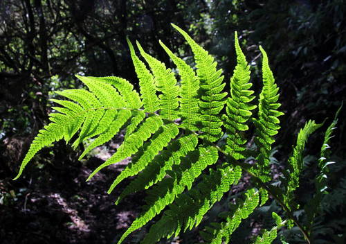 Dryopteris Oligodonta