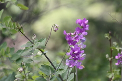 Lathyrus pauciflorus