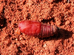 Automeris larra