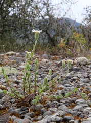 Vittadinia australis