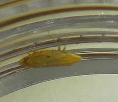 Flexamia