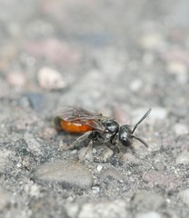 Sphecodes