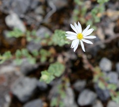Vittadinia australis