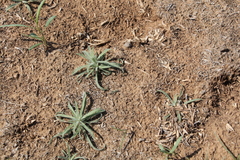 Ceratocarpus arenarius