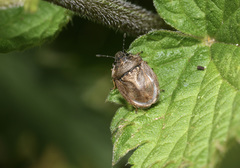 Podops inunctus