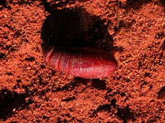 Automeris larra