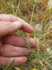 Crupina crupinastrum image