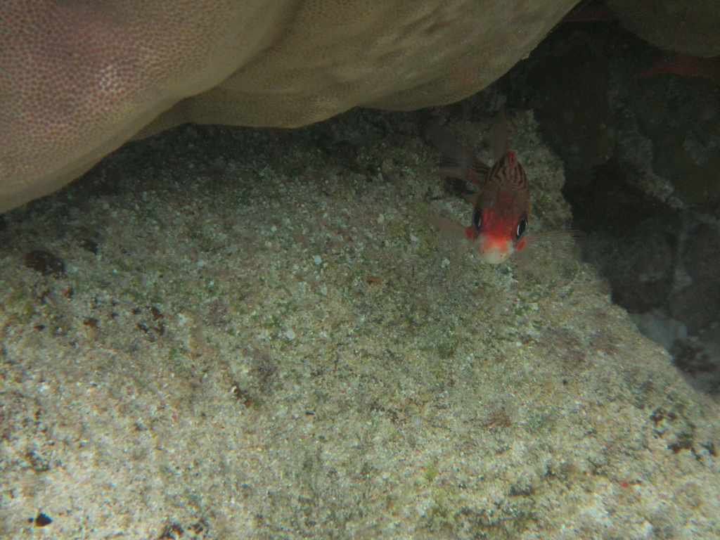 Smallmouth Squirrelfish