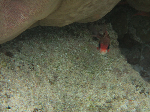 Smallmouth Squirrelfish