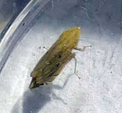 Flexamia