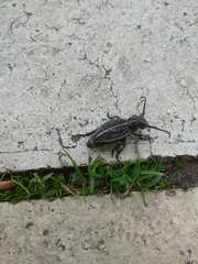 Dorcadion holosericeum