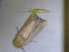 Mythimna anderreggii