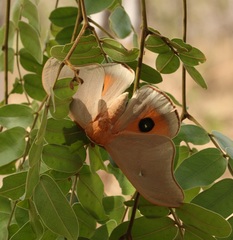 Pseudobunaea seydeli