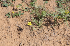Ceratocephala