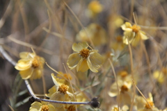 Psilostrophe cooperi