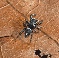 Habronattus carolinensis