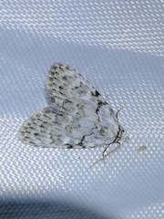 Meganola strigula