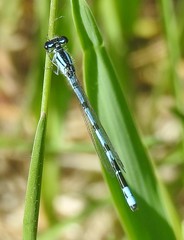Enallagma laterale